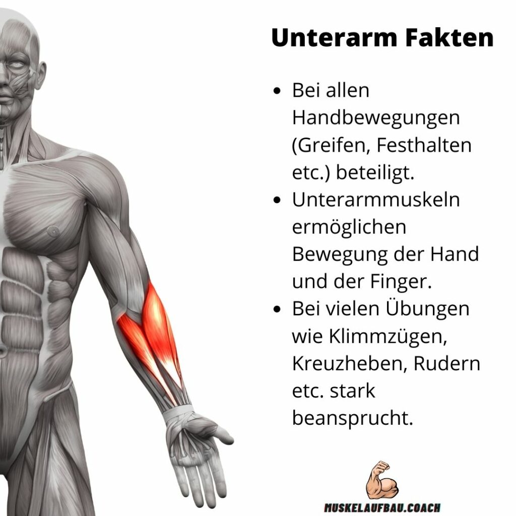 Unterm Anatomie und Funktion