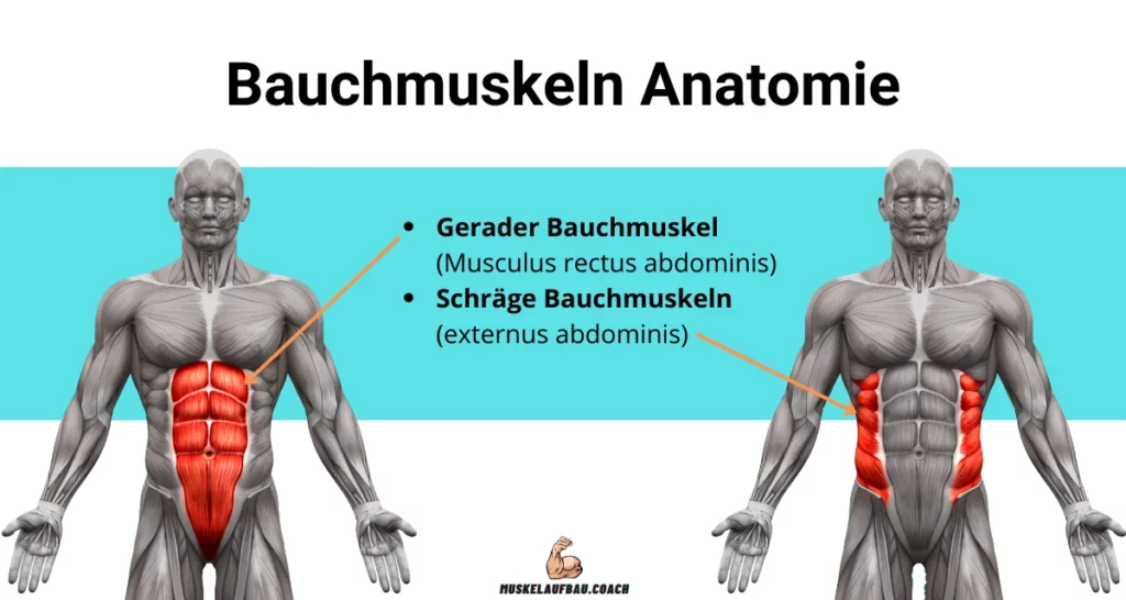 Bauchmuskeln Anatomie