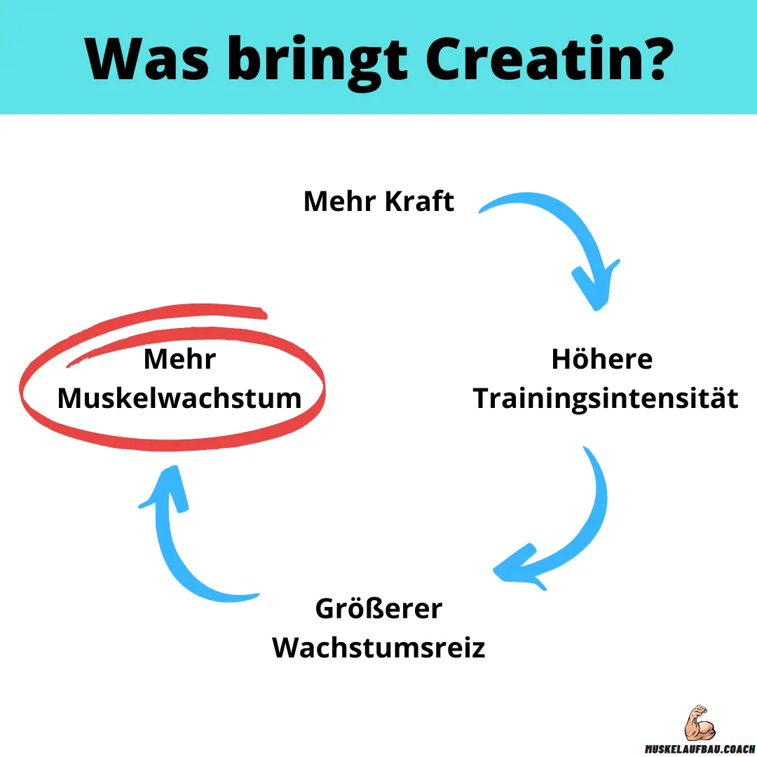 Creatin Wirkung