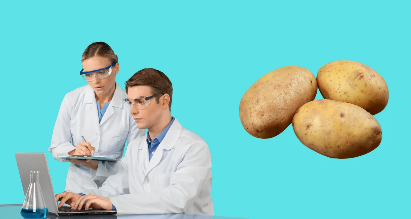 Kartoffelprotein Studie