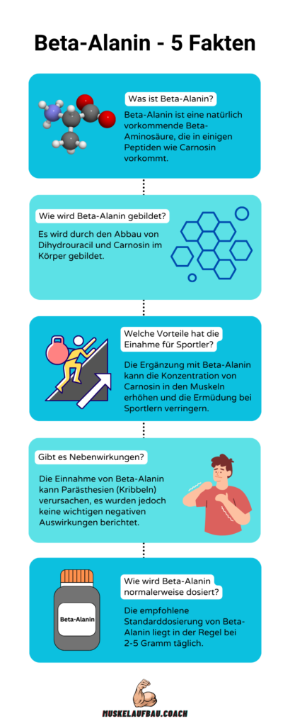 Beta-Alanin Wirkung und Vorteile - Infografik
