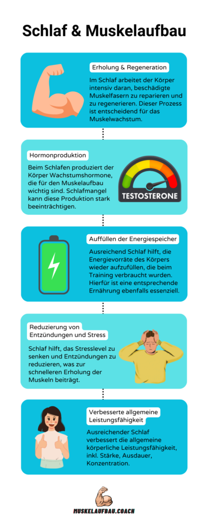 Schlaf & Muskelaufbau Infografik, mit Stichpunkten, die die Bedeutung von Schlaf für den Muskelaufbau verdeutlichen.